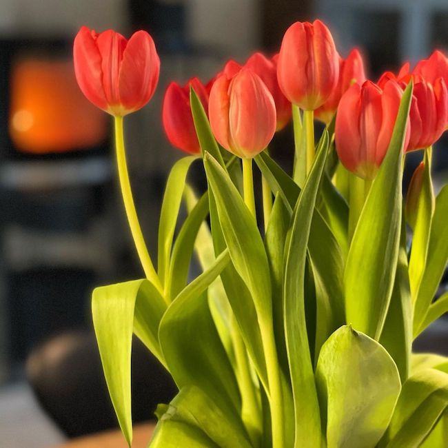 Tulipaner hos Salon Hanel i Vojens